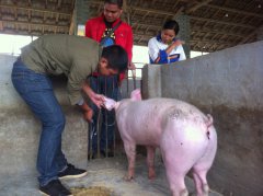 歧視養(yǎng)豬源于職業(yè)&ldquo;貴賤&rdquo;觀作祟