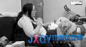 英“聰明犬”能聽懂150種命令 能為嬰兒換尿布