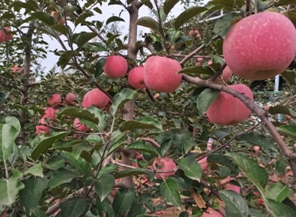 &ldquo;三色畫筆&rdquo;繪就鄉(xiāng)村振興路